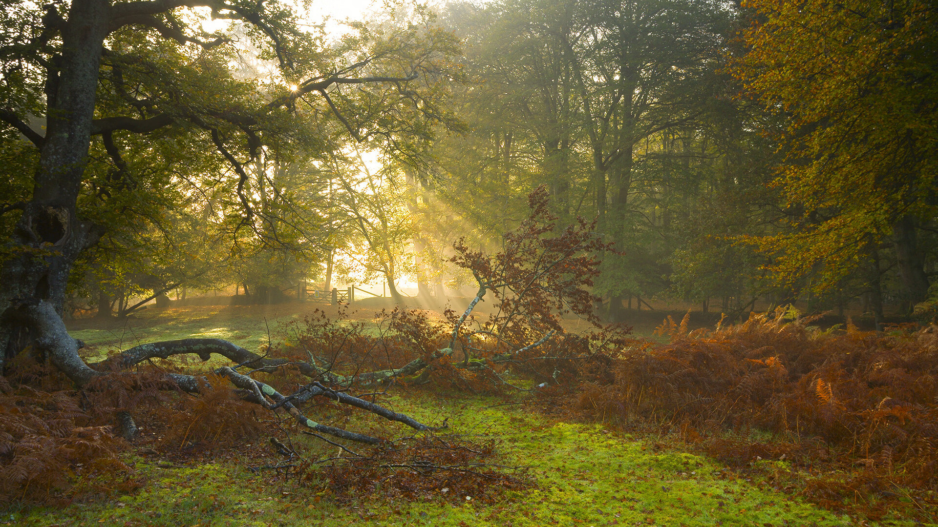 CS2 战队战术研究成果显著,csgog2战队队员