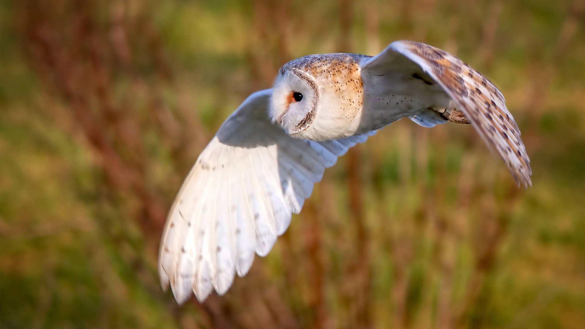 _海洋漂流不倒翁：水上娱乐与极限运动结合_，海洋球不倒翁的制作方法
