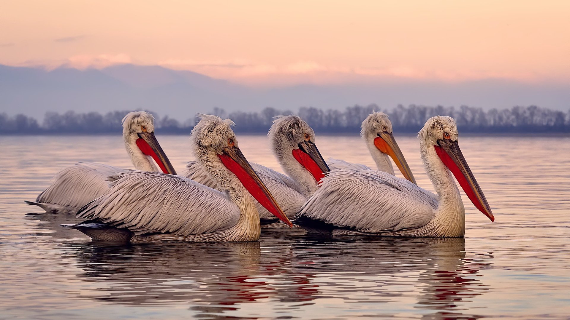 _雄鹿字母哥三双带队大胜_，雄鹿字母哥上场吗