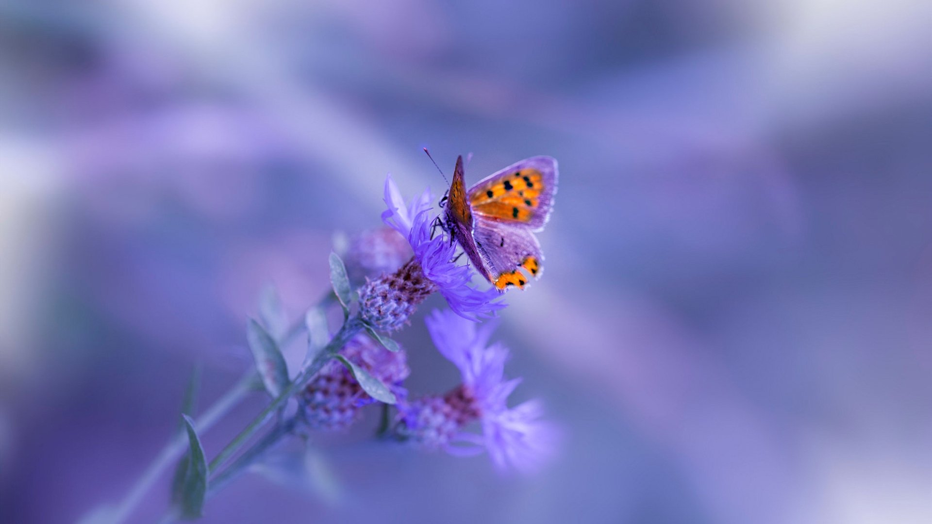 _魔术队士气激增，追逐季后赛梦想_，魔术队2020