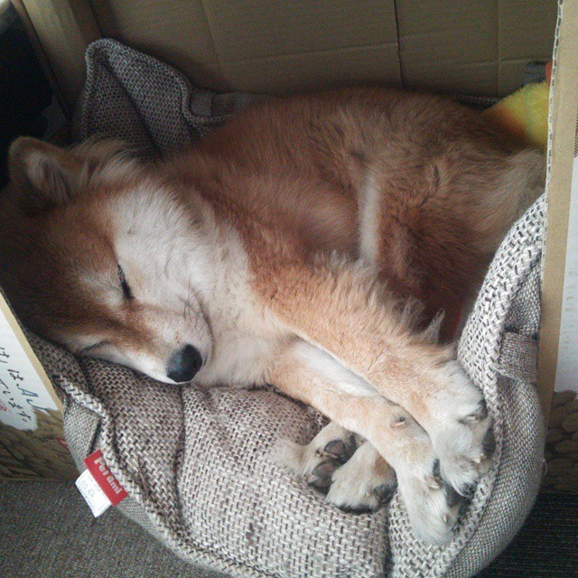 “未来之师”青少年篮球教练培训在上海全面启动,强化专业指导