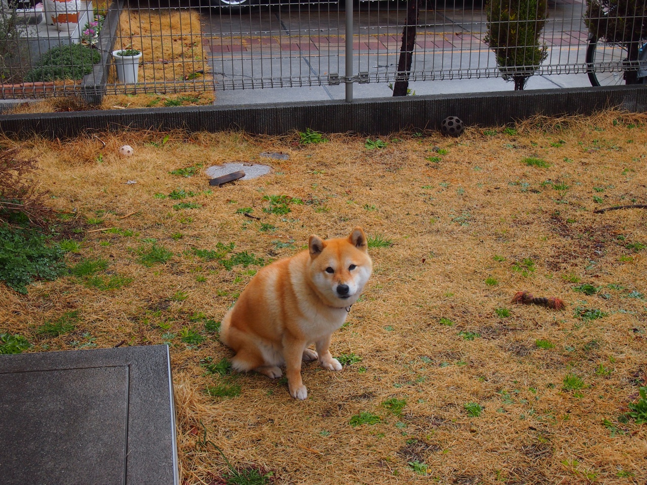 “战术较量:车队背后的智谋博弈”,车队阵型