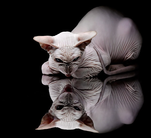 “英超争冠进入终点线,谁能笑到最后?”,英超规则怎么夺冠