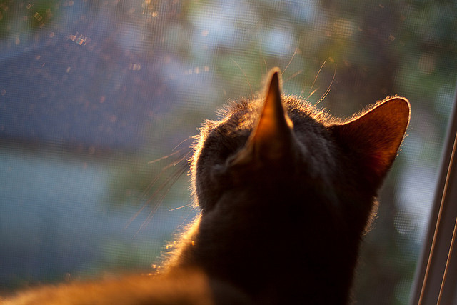 “西甲强队新战术：场面更加激烈精彩”，西甲强度