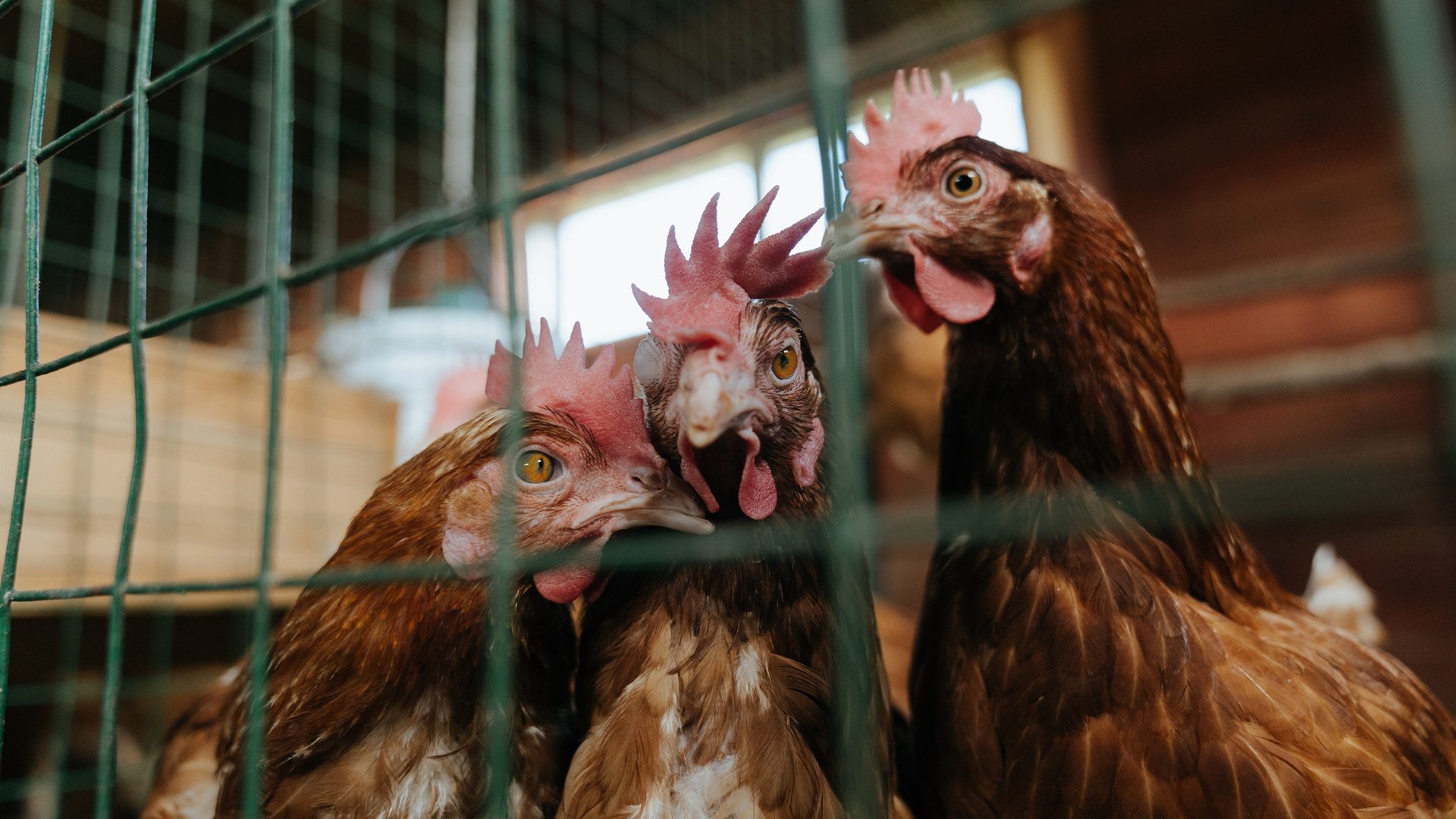 KAIYUN 中国大陆-《国际合作：多国电竞联盟携手共赢》，国际电竞项目有哪些