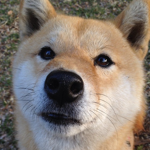 《英雄联盟亚洲赛区，强队鏖战正酣》，英雄联盟亚洲赛区的简称