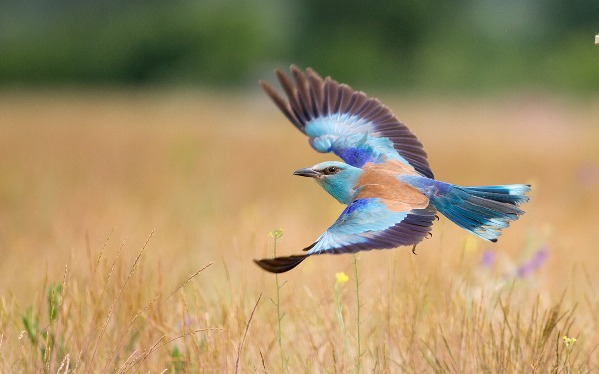 【顶级对决】丁俊晖与奥沙利文精彩集锦，谁能问鼎？，丁俊晖与奥沙利文战绩