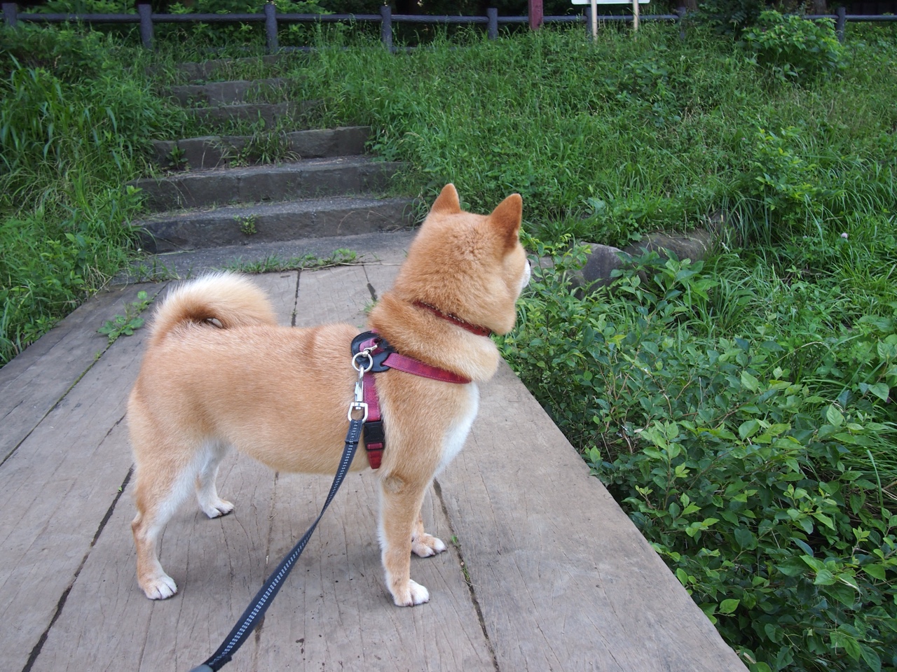 中国滑板运动员赴海外训练，提升国际竞争力，中国滑板国家队人员