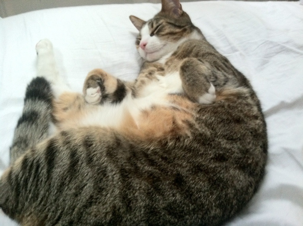 共同的梦想：车手与团队的拼搏瞬间，车手的意义