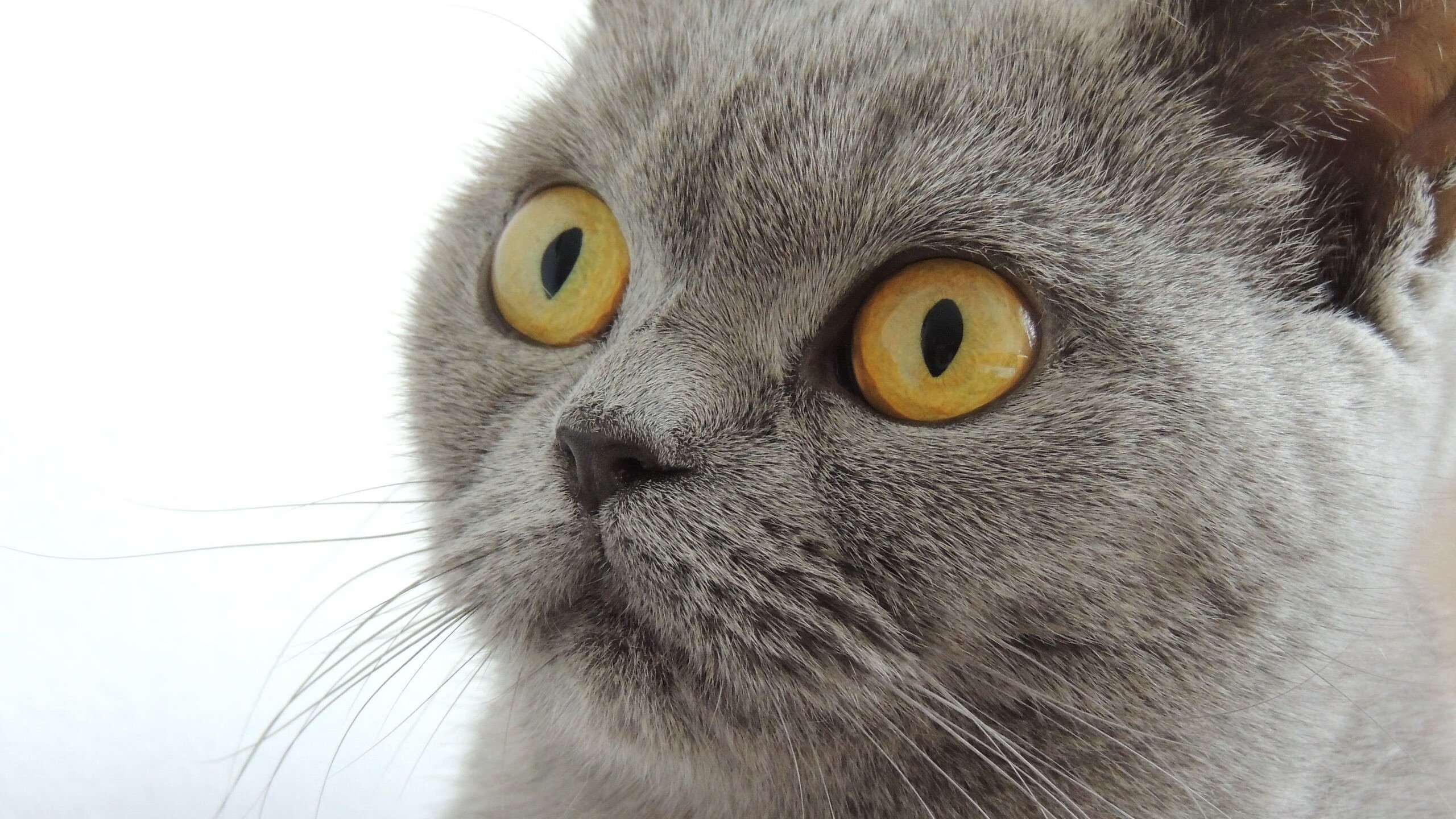 开云·体育官网APP下载-意甲比赛亮点，专家剖析技战术执行与关键数据变化，意甲战术强在哪里