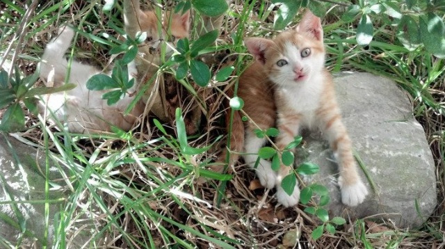 足球纪录片拍摄团队走访全国青训基地，足球纪录片拍摄团队走访全国青训基地的视频