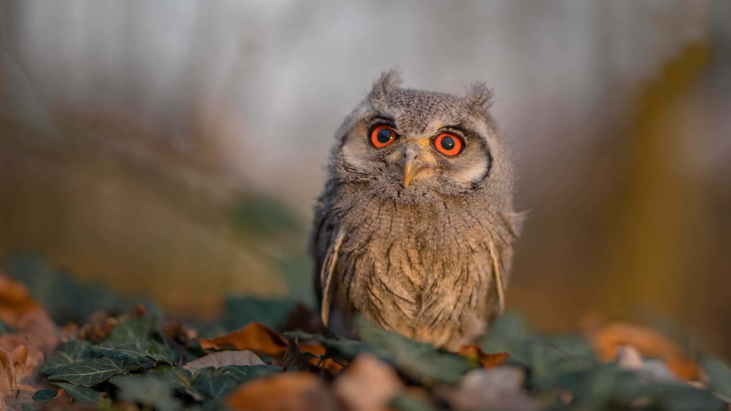 那些年我们追的中场魔术师，中场大师都有谁