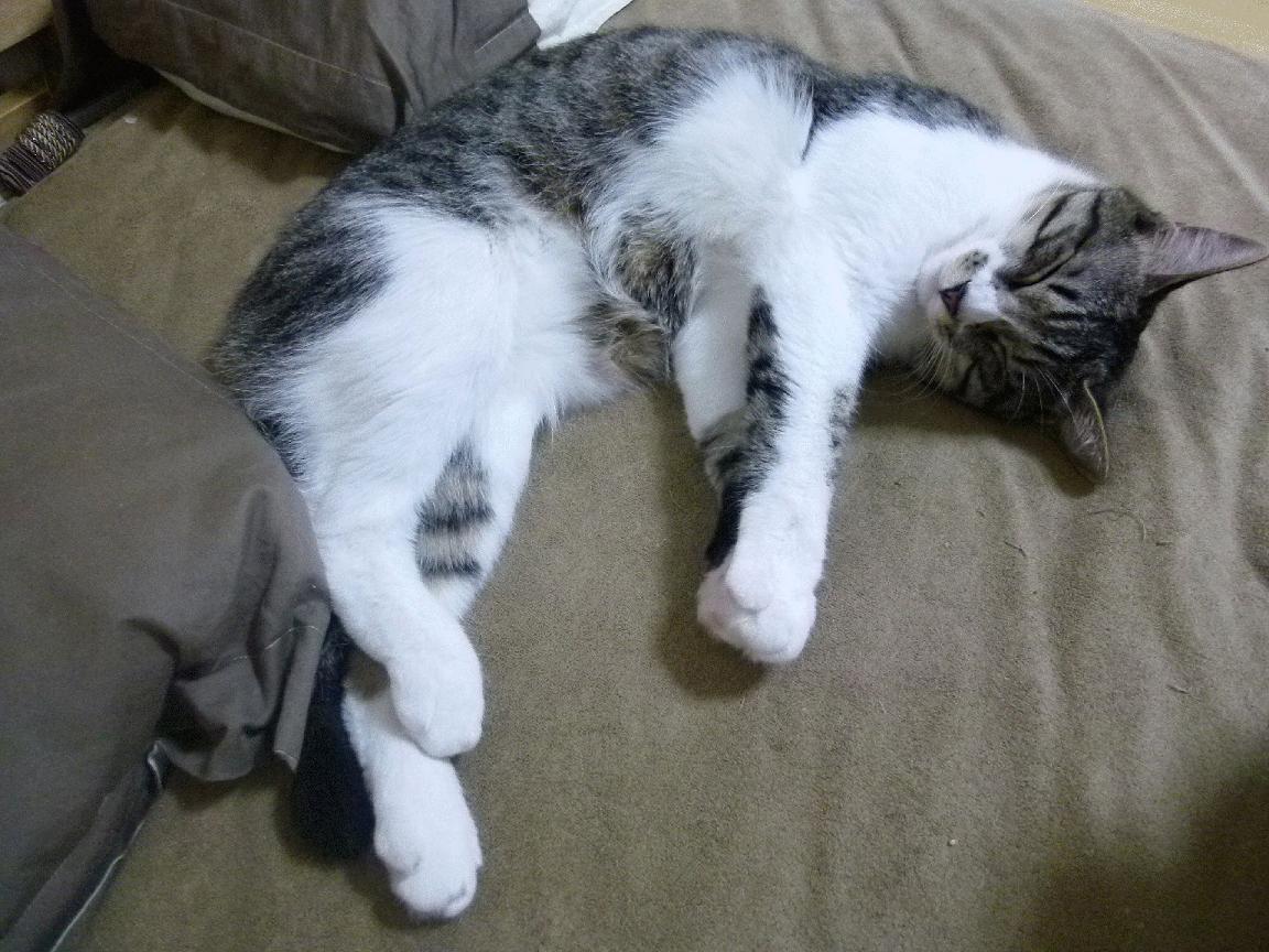 利物浦险胜对手，欧冠之路坎坷不堪！，利物浦队欧冠