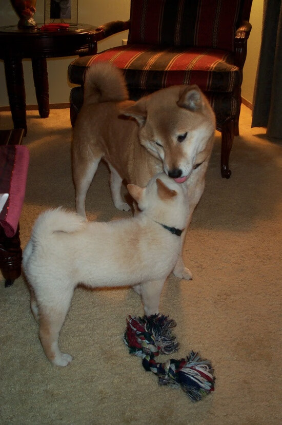 开云中国大陆-北马其顿蓄势待发：波黑难阻他们步伐，北马其顿原来是哪个国家