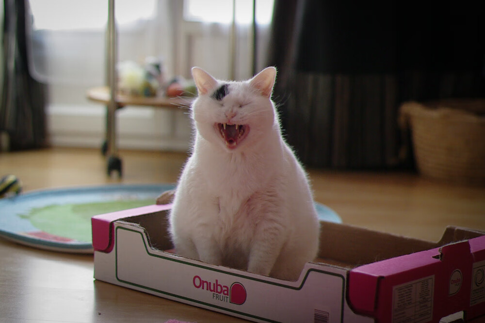 kaiyun开云·官方网站-埃弗顿主场战平巴恩斯利，积分维持稳定，埃弗顿对伯恩利首发