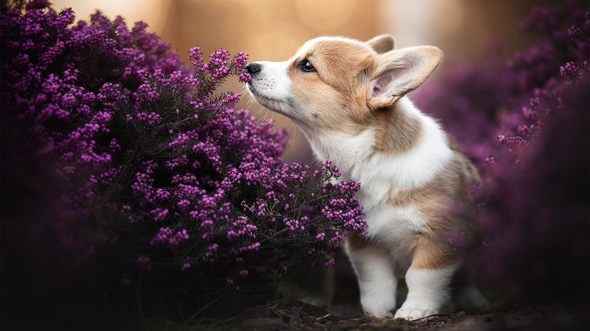 意会赛事热闹开赛,实力强队争夺荣耀,意杯比赛结果
