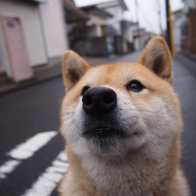 kaiyun体育综合-日本队拼搏到底，绝不轻言放弃！，日本队输了没