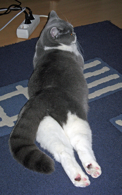 活塞队后卫洛瑞成为历史助攻榜第，活塞队后卫洛瑞成为历史助攻榜第几名