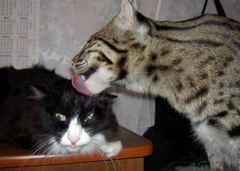 “滚球运动:三叉湖赛场成新兴运动的竞技中心”