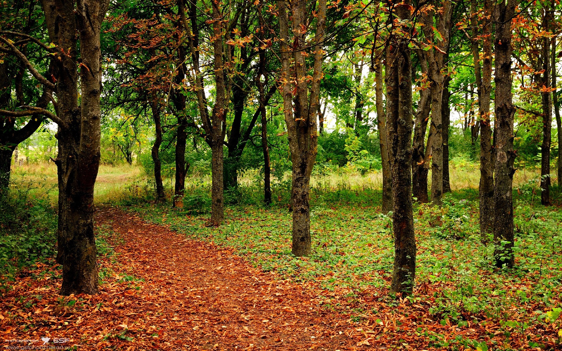 女子泳坛新老交替有序进行，泳坛女子排名