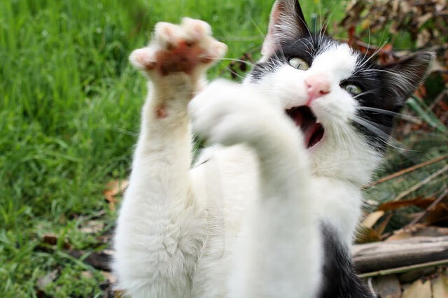 开云·Kaiyun网页版-残奥会筹备工作有序推进，开展残奥会的意义