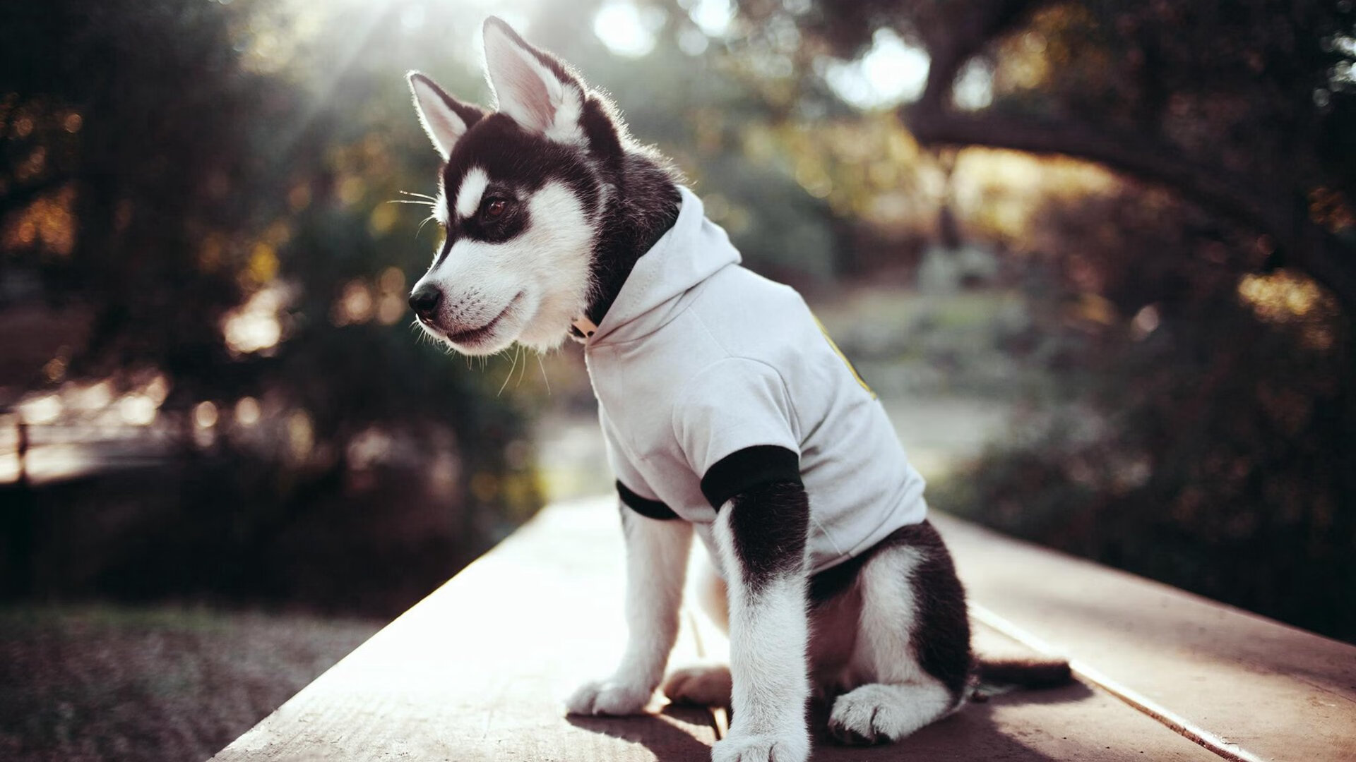 拜仁慕尼黑稳坐榜首,向三冠王迈进