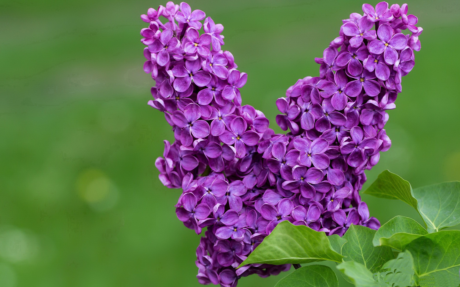 英国球迷赴现场观赛热情高涨 创历史新高，英国看球赛